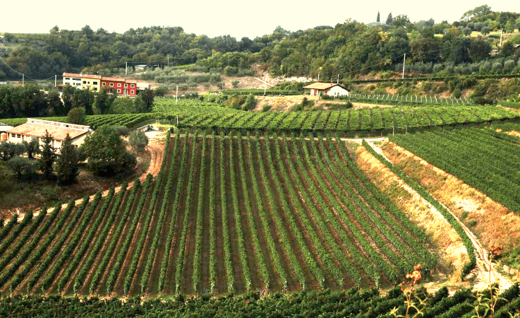 Weinberge Antiche Terre Venete Weinberge Antiche Terre Venete
