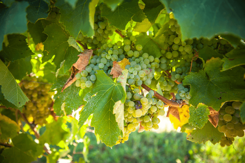 Domaine Saint Lannes Weintraube Domaine Saint Lannes Weintraube