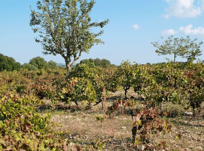 Im Rebgarten von Terra de Falanis