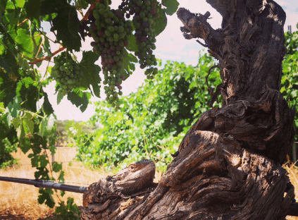 Torbreck Vintners szőlője