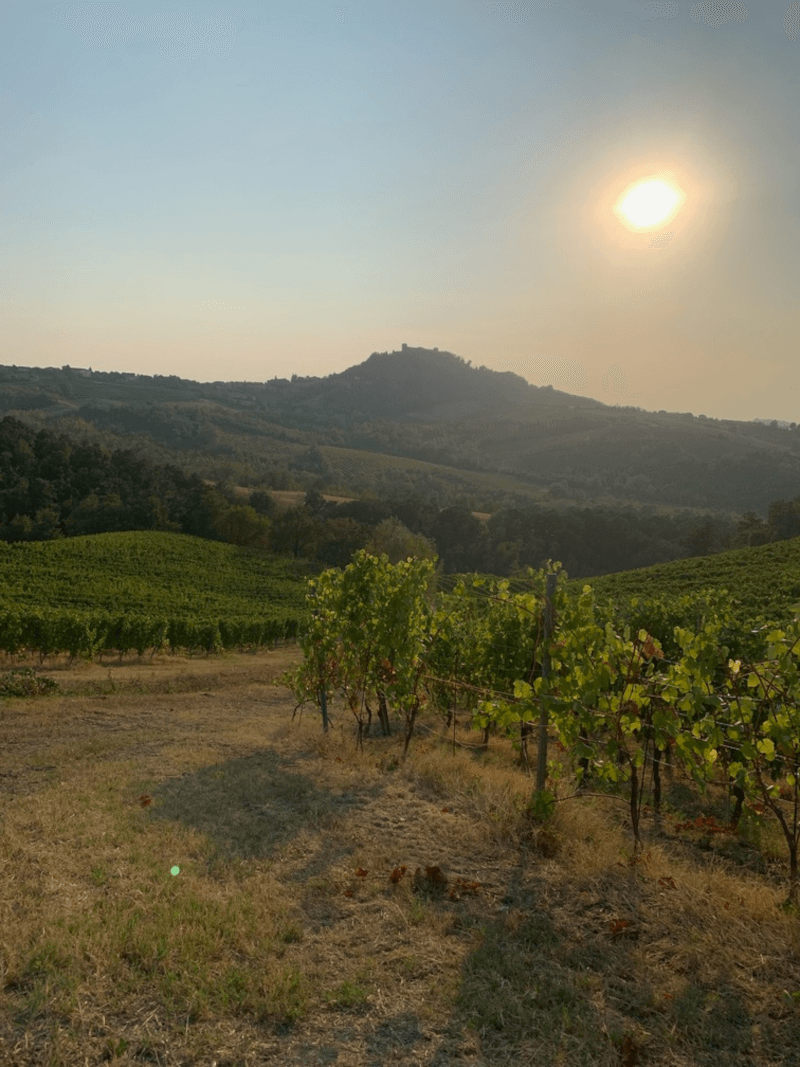 Marchesi di Montalto Borhegy