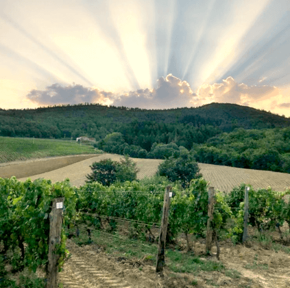 Frescobaldi szőlőskert naplemente