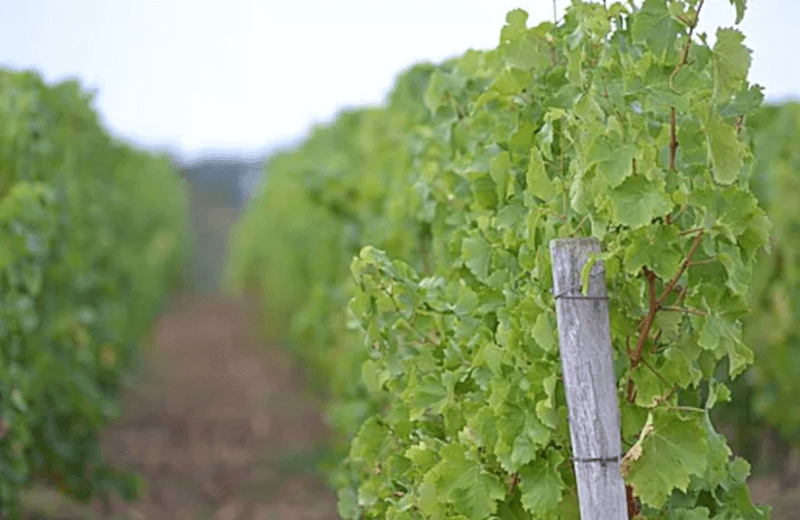 Domaine Cordaillat Weinpflanze