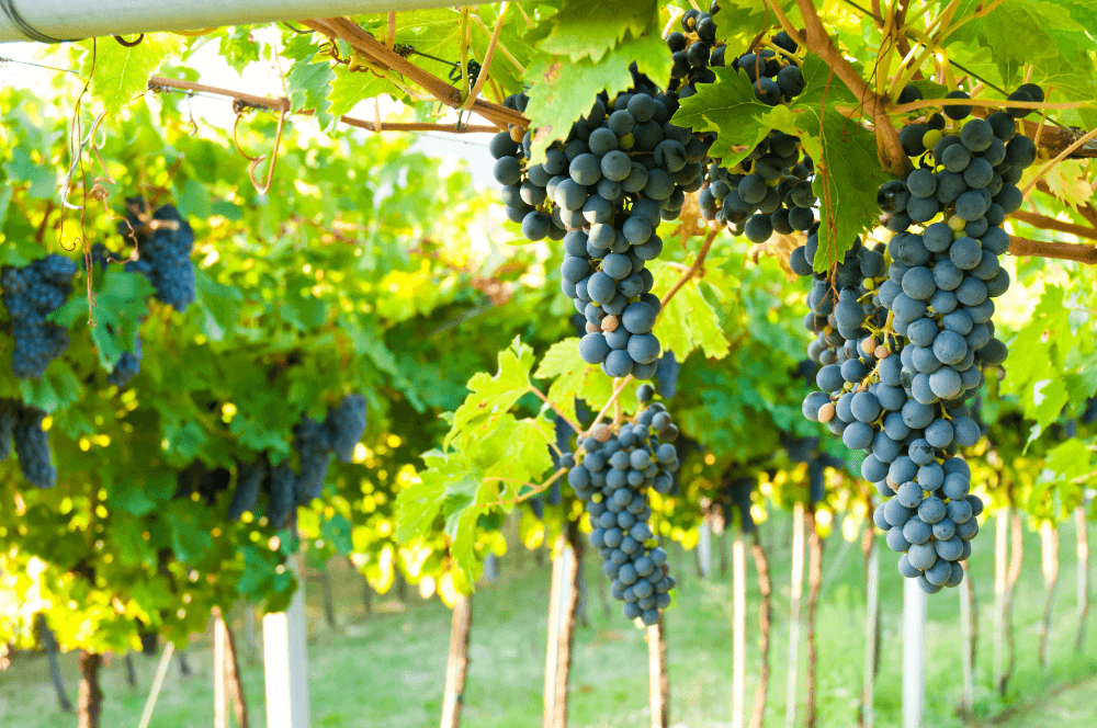 Trauben der Amarone Trauben der Amarone