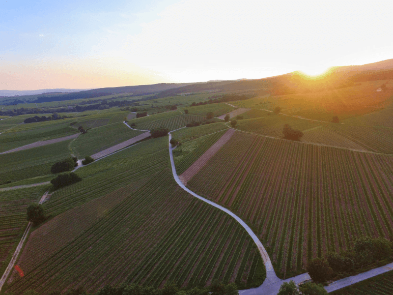 Blick über die Weinberge des Weinguts Prinz