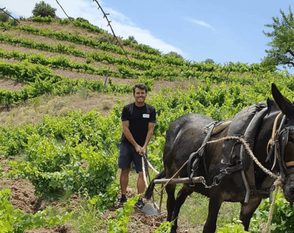 Munka a szőlőültetvényen a Bodegas Acustic Cellernél Munka a szőlőültetvényen a Bodegas Acustic Cellernél