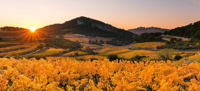 Les Vignerons de l Enclave des Papes Terrior