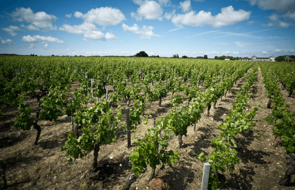 Die Weinreben im Weinberg Die Weinreben im Weinberg
