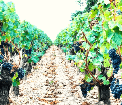 Chateau Gloria Reben