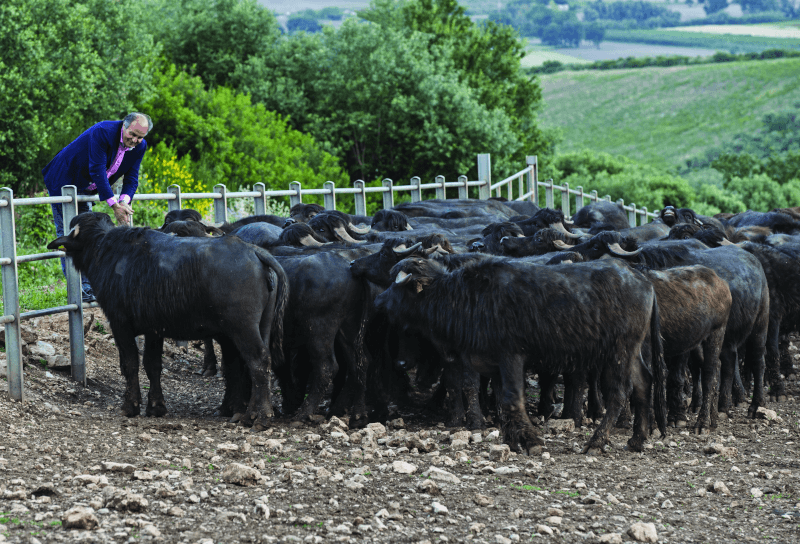 Vízibivaly az Azienda Agricola San Salvatore birtokán Vízibivaly az Azienda Agricola San Salvatore birtokán