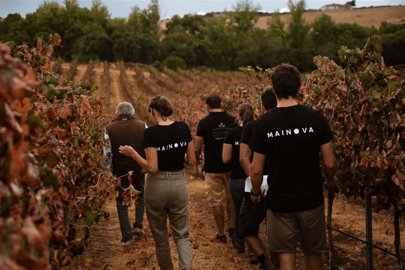 Mainova Gang durch den Weinberg