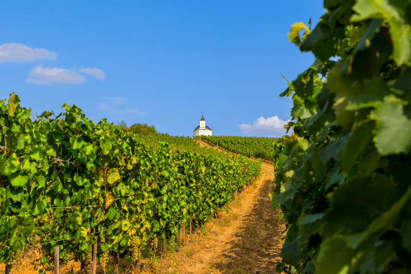 Tokaj szőlőültetvények Tokaj szőlőültetvények