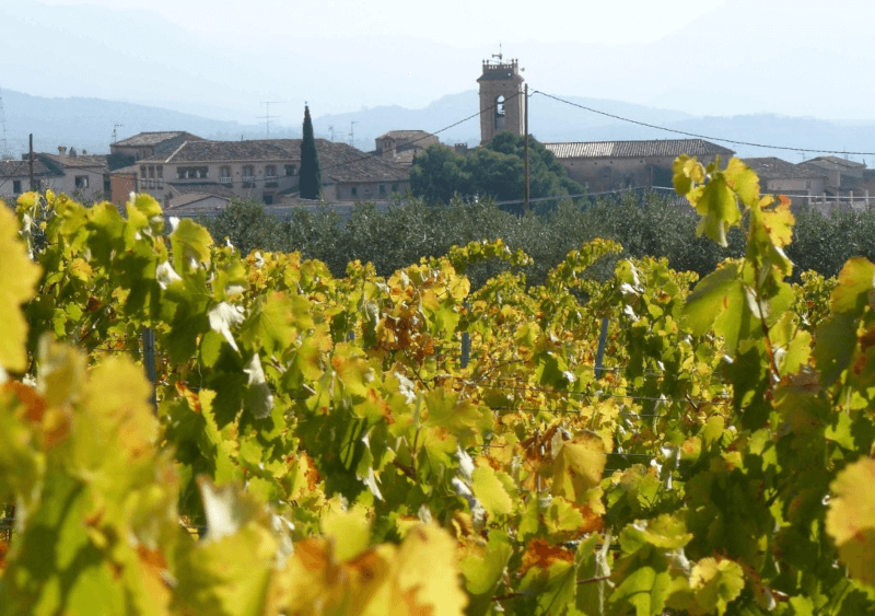 Weingut Cellers Grifoll Declara Anbau Weingut Cellers Grifoll Declara Anbau
