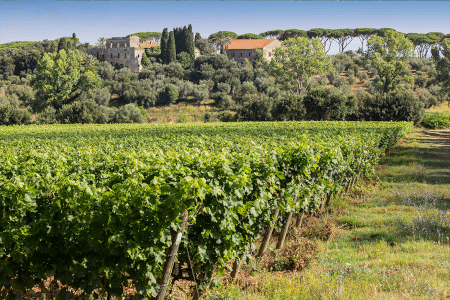 Tenuta Argentiera Weingarten Tenuta Argentiera Weingarten