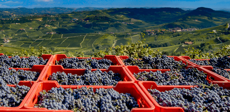 Nebbiolo szőlő a Barolohoz Nebbiolo szőlő a Barolohoz