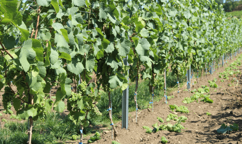 Weingut Jung und Knobloch Grüne Lese Weissburgunder Weingut Jung und Knobloch Grüne Lese Weissburgunder