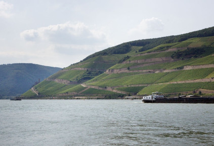 A Rajna Rüdesheim melletti kanyarulata a Georg Breuer szőlőültetvénynek különleges terroir-t ad