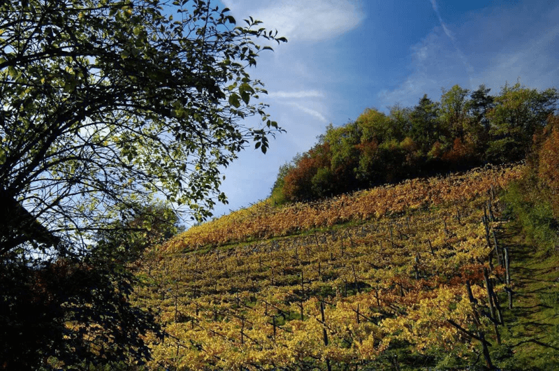Weinhof Prackfol Weinberge Weinhof Prackfol Weinberge