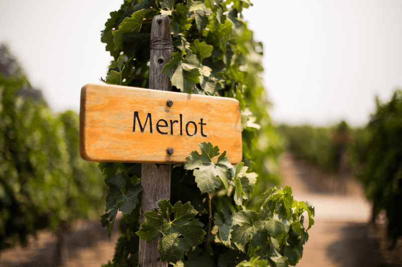Merlot kereskedelmi borjelzés a szőlőn Merlot kereskedelmi borjelzés a szőlőn