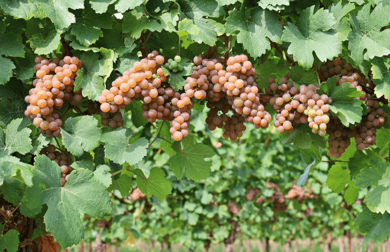 Grauburgunder-Reben Grauburgunder-Reben