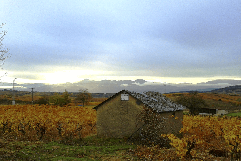In den Rebgärten von Finca Losada