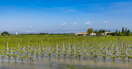 Überflutete Rebflächen bei Domaine de la Ferrandière Überflutete Rebflächen bei Domaine de la Ferrandière