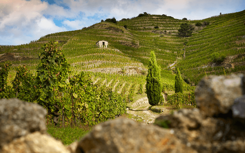 Maison Delas Weinberge in den Steillagen