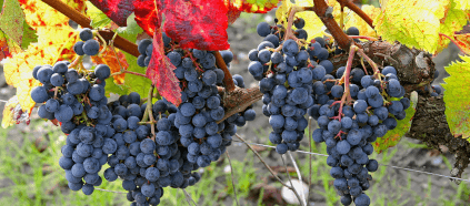 Reife Trauben im Weinberg Reife Trauben im Weinberg