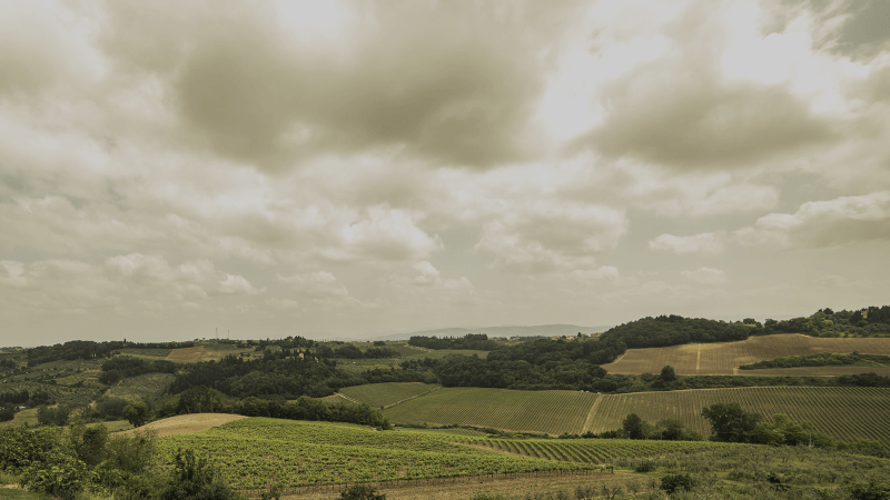 Blick über die Weinberge Blick über die Weinberge