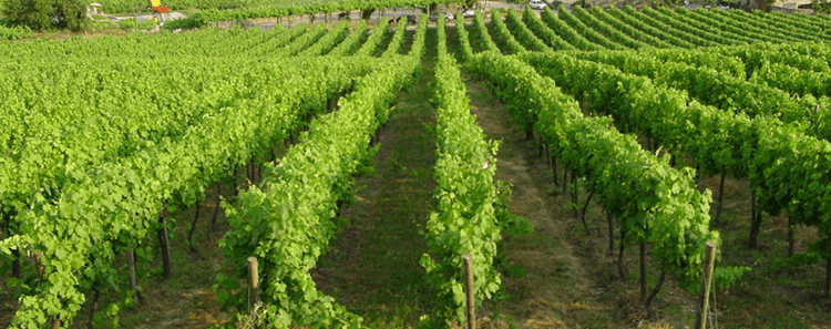 Global Wines Reben in DOC Vinho Verde