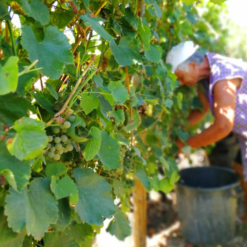 Quinta da Lixa szüret