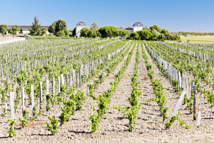 Blick über die Rebflächen mit Château Calon-Ségur im Hintergrund Blick über die Rebflächen mit Château Calon-Ségur im Hintergrund