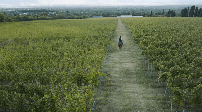 Geführter Ritt durch die Weinberge von Vazisubani Estate