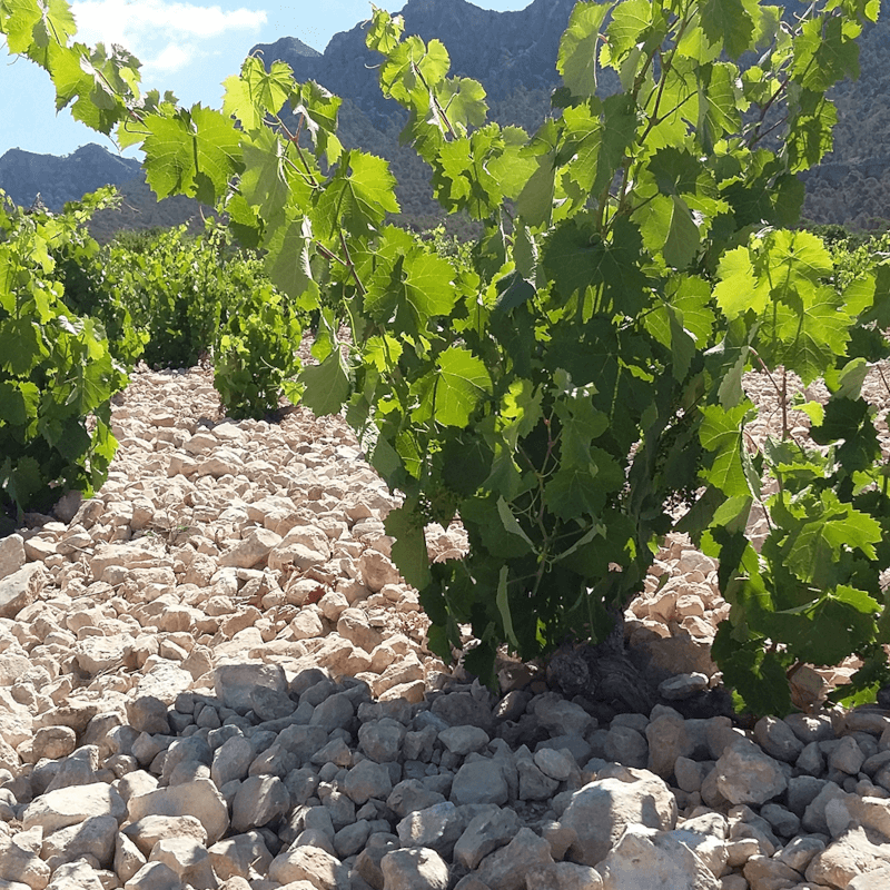 Monastrell, die wichtigste Rebsorte der Bodegas Alceño