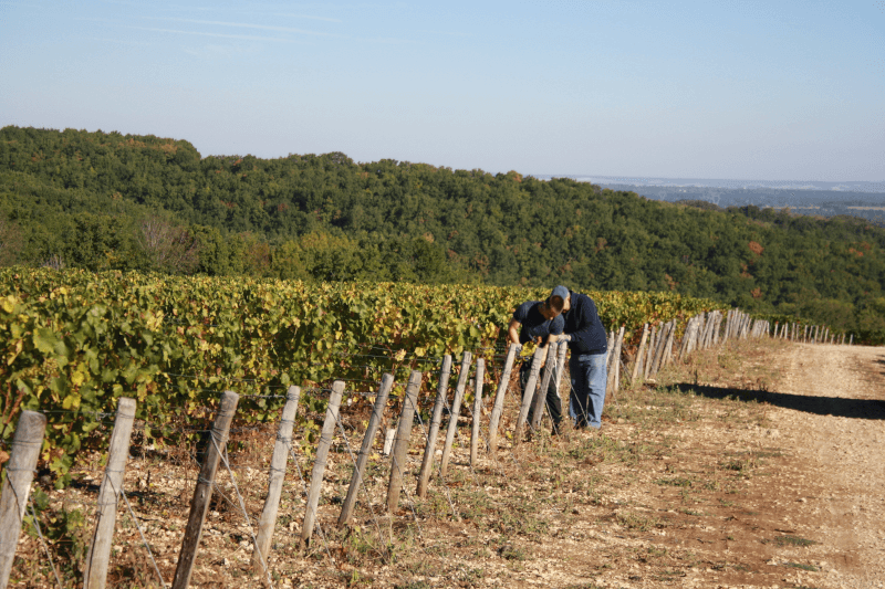 Im Weinberg der Domaine Philippe Goulley Im Weinberg der Domaine Philippe Goulley