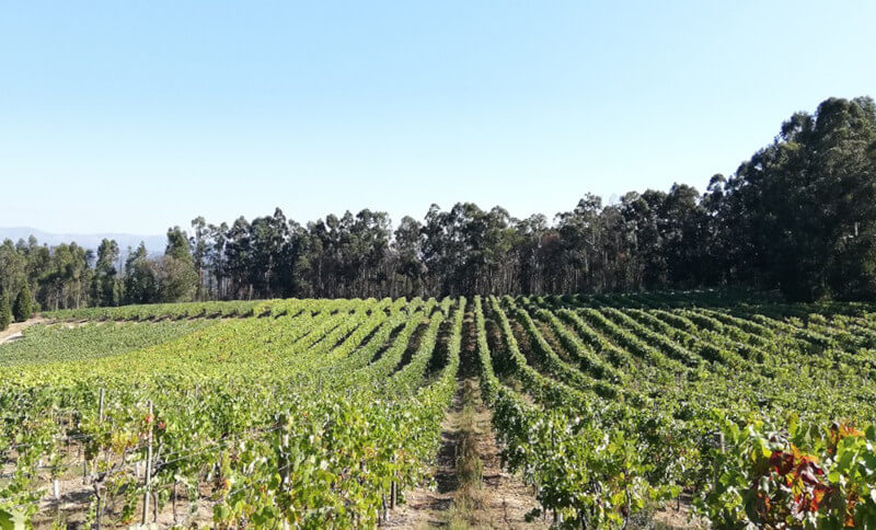 weingut-cabriz-weinberg-1