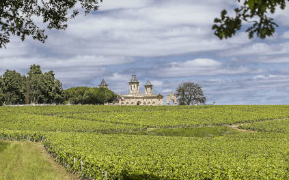 Die Rebflächen rund um das Château