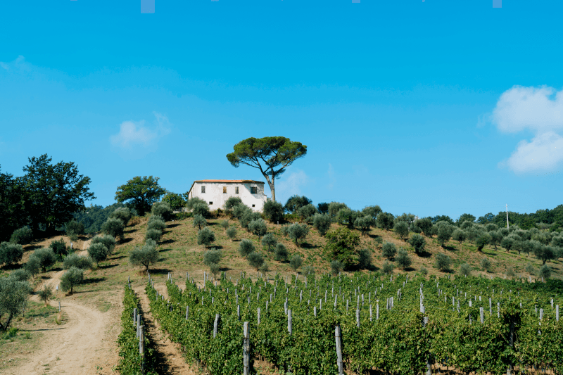 A San Salvatore pincészet Vigneto Stio szőlőültetvénye Campaniában A San Salvatore pincészet Vigneto Stio szőlőültetvénye Campaniában