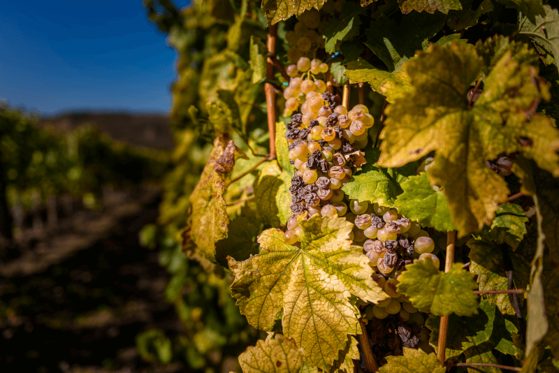 Tokaji szőlőfürtök Tokaji szőlőfürtök
