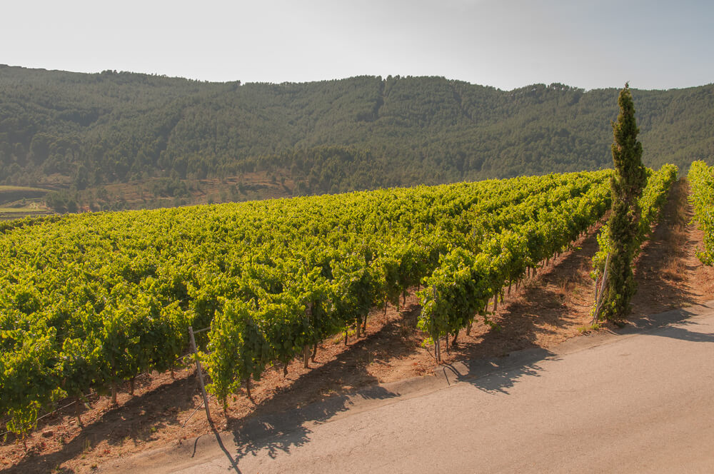 Weinberge in Galizien