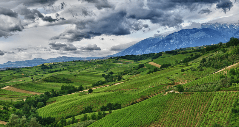 Tenuta Ulisse Szőlőskert Tenuta Ulisse Weinberg