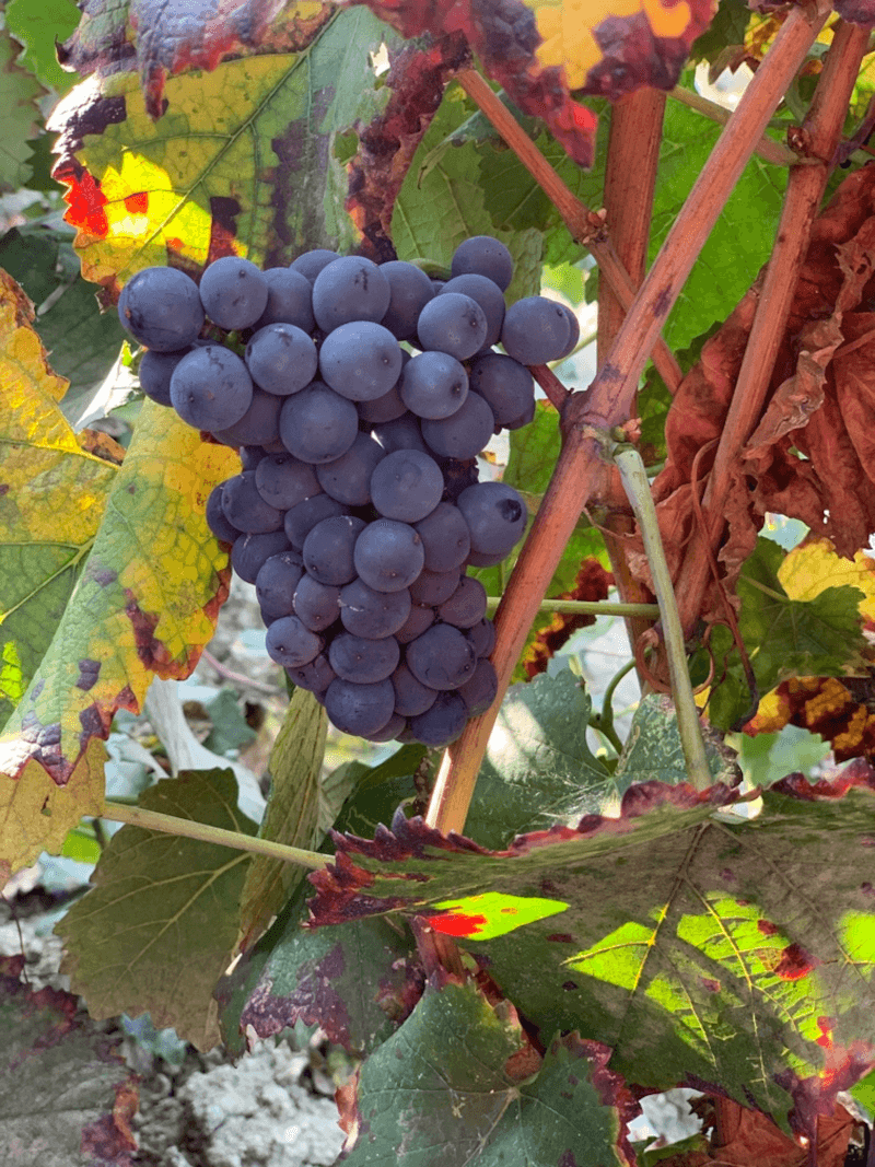 Marchesi di Montalto Szőlők