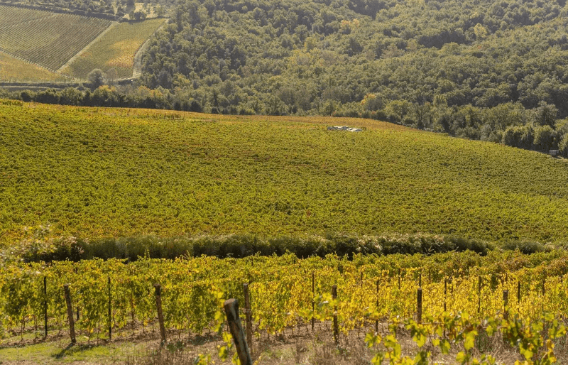 Vignamaggio Weinberge Vignamaggio Weinberge
