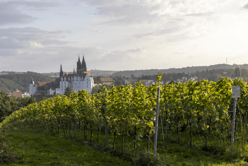 Weinhandwerk Meissen szőlőültetvény Weinhandwerk Meissen szőlőültetvény