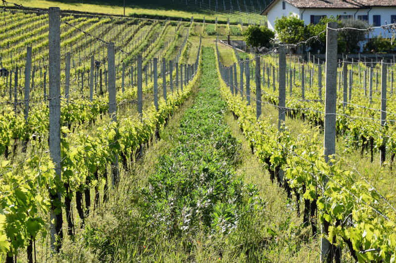 Tenuta Santa Lucia Weinberg Tenuta Santa Lucia Weinberg