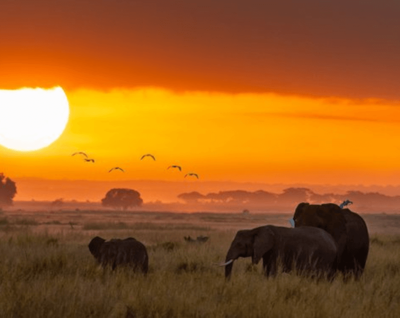 Golden Kaan Wildes Afrika Golden Kaan Wildes Afrika