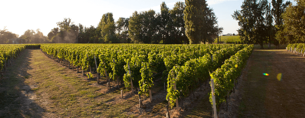 Chateau Montlabert