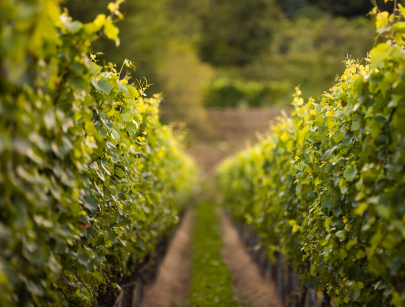 Weingut Zimmerlin Rebzeilen