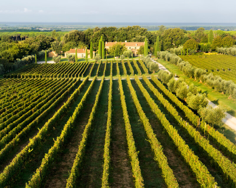 Tenuta dell Ornellaia szőlőültetvény Tenuta dell Ornellaia szőlőültetvény