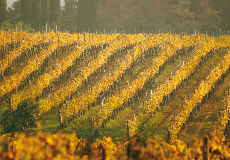 Poggio alla Sala Weinberge im Herbst